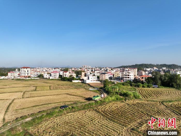 廣東高州“冬閑田”變成“增收地”