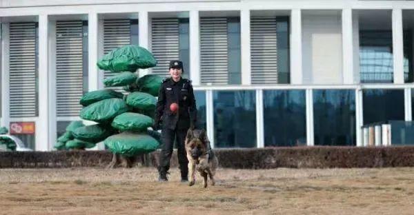 美女生物生“變身”成為優(yōu)秀警犬訓(xùn)導(dǎo)員