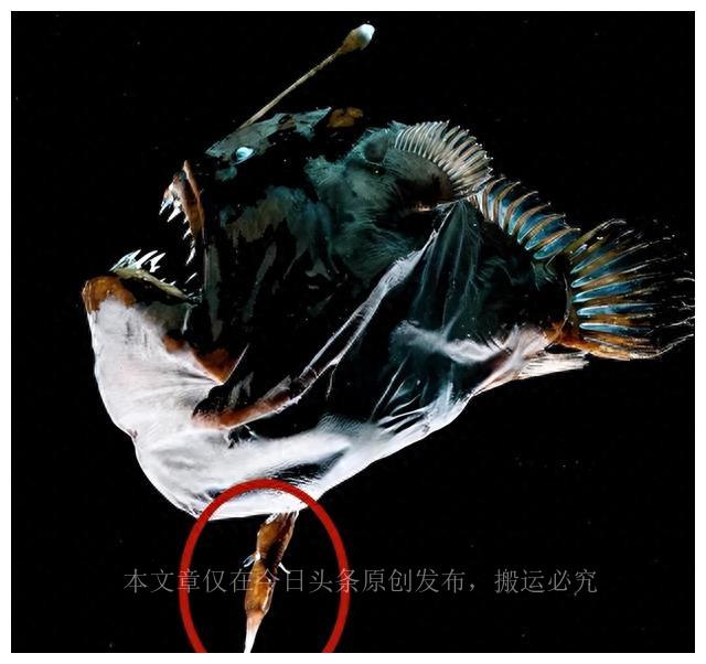 一些荒誕的事實：韓國女人的“露乳裝”，陰道長了一顆“牙”