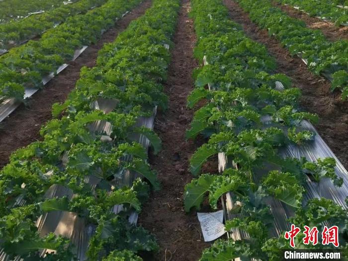 奶茶店砍瓜切菜忙 年輕人愛上“喝綠”