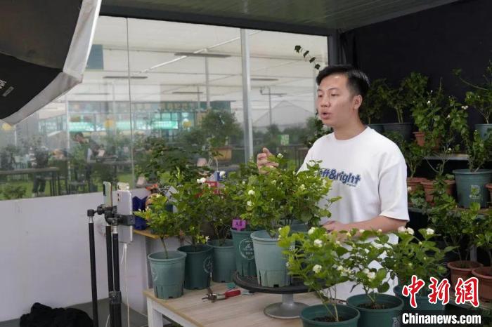 廣西橫州盆栽產(chǎn)業(yè)打破“花開有時 銷售有季”局限